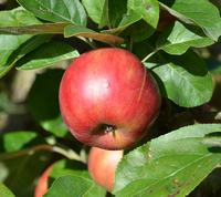 Gråsten Crimson æble